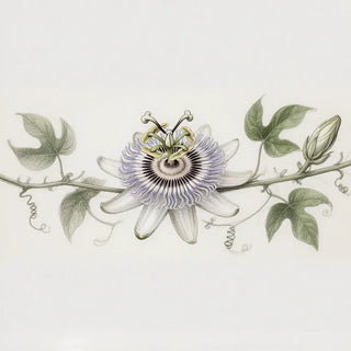 dangers-passiflore