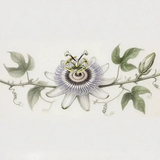 Fleur du calme ou plante à risque ? Les dangers possibles de la passiflore - illustration de fleur de passiflore cousue.