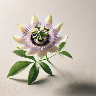 Fleur de passiflore (passiflora incarnata) illustrant les bienfaits de la passiflore pour soutenir le calme intérieur.