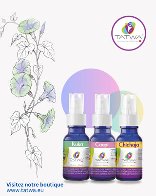 Kit Ancrage - Essences florales Kuka, Caapi et Chichaja pour le bien-être et l'ancrage.