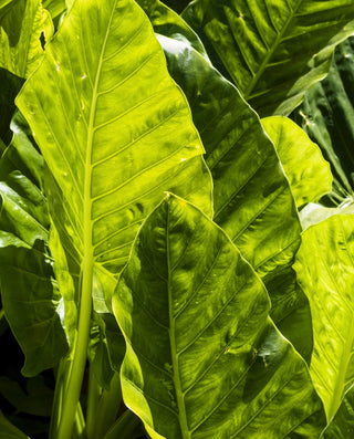 Essence Florale Tabaco