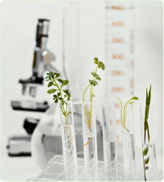 Laboratoire de Plantes Médicinales Tatwa