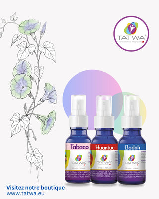 Incarner sa place – Affirmation de soi et Stabilité - produits TATWA avec sprays Tabaco, Huantuc et Badoh.