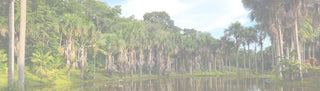 Jungle lac